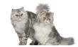 Persian cat, 7 months old,, sitting in front of white background Persian cat, 7 months old,, sitting in front of white background