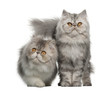 Portrait of Persian cats, 7 months old,, sitting
