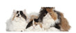 Portrait of Persian cats, 5 months old, sitting