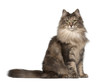 Portrait of Norwegian Forest Cat, 1 and a half years old