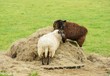Sheep feeding