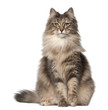 Portrait of Norwegian Forest Cat, 1 and a half years old