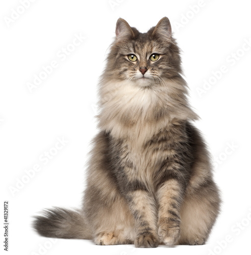 Photo: Portrait of Norwegian Forest Cat, 1 and a half years old Portrait of Norwegian Forest Cat, 1 and a half years old
