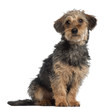 Portrait of Dachshund, 10 months old, sitting