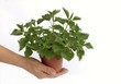 Stinging Nettle in flowerpot