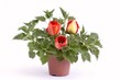 Nettle with tulips
