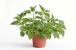 Stinging Nettle as bad present