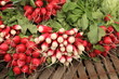 bundles of red and white radishes at market bundles of red and white radishes at market