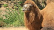 Camel in safari. Israel