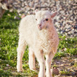 Standing lamb Standing lamb