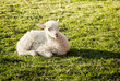 Cute lamb lying Cute lamb lying