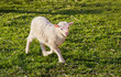 A cute lamb A cute lamb