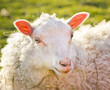 Portrait of a sheep Portrait of a sheep