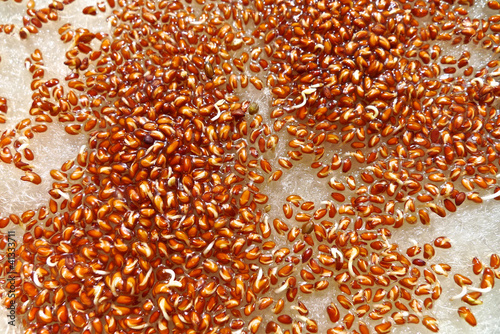 Photo: Kresse Keimlinge Kresse Keimlinge