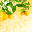 Oranges on a solar background Oranges on a solar background