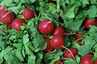 Foto: Fresh Radishes at Market Fresh Radishes at Market