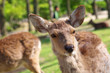 奈良公園の鹿