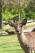 奈良公園の鹿