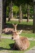 奈良公園の鹿