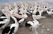 Australian Pelican, The Entrance, Central NSW, Sydney, Australia Australian Pelican, The Entrance, Central NSW, Sydney, Australia