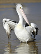 Australian Pelican, The Entrance, Central NSW, Sydney, Australia Australian Pelican, The Entrance, Central NSW, Sydney, Australia