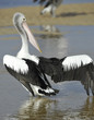 Australian Pelican, The Entrance, Central NSW, Sydney, Australia Australian Pelican, The Entrance, Central NSW, Sydney, Australia