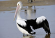 Australian Pelican, The Entrance, Central NSW, Sydney, Australia Australian Pelican, The Entrance, Central NSW, Sydney, Australia