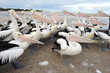Australian Pelican, The Entrance, Central NSW, Sydney, Australia Australian Pelican, The Entrance, Central NSW, Sydney, Australia