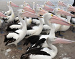 Australian Pelican, The Entrance, Central NSW, Sydney, Australia Australian Pelican, The Entrance, Central NSW, Sydney, Australia