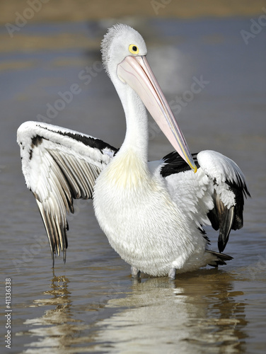 Photo: Australian Pelican, The Entrance, Central NSW, Sydney, Australia Australian Pelican, The Entrance, Central NSW, Sydney, Australia