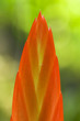 Spitze einer Bromelia sp.