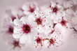 Cherry blossoms