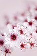Cherry blossoms