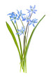 Glory of the snow flowers Glory of the snow flowers