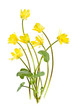 Yellow spring wild flowers Yellow spring wild flowers