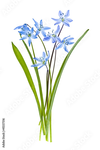 Photo: Glory of the snow flowers Glory of the snow flowers