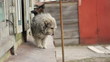 The dog wags his tail, uncertainly comes closer