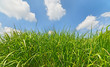 View of green grass field from the ground