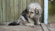 Miserable dog sits by the door