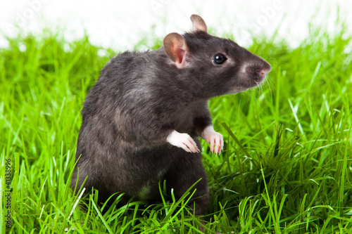 Photo: Rat Rat