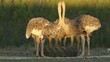 Ostriches in late afternoon light