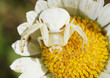 white spider