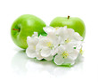green apples and apple flowers on a white background
