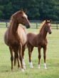 Mare and Foal