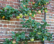 An Apple Tree Trained to Grow on a Brick Wall.