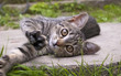 Kitten playing