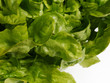 Photo: Grüner Eichblattsalat. Gartensalat (Lactuca sativa). Grüner Eichblattsalat. Gartensalat (Lactuca sativa).