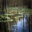 swamp