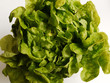 Photo: Grüner Eichblattsalat. Gartensalat (Lactuca sativa). Grüner Eichblattsalat. Gartensalat (Lactuca sativa).