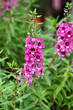 Angelonia goyazensis Benenth.
